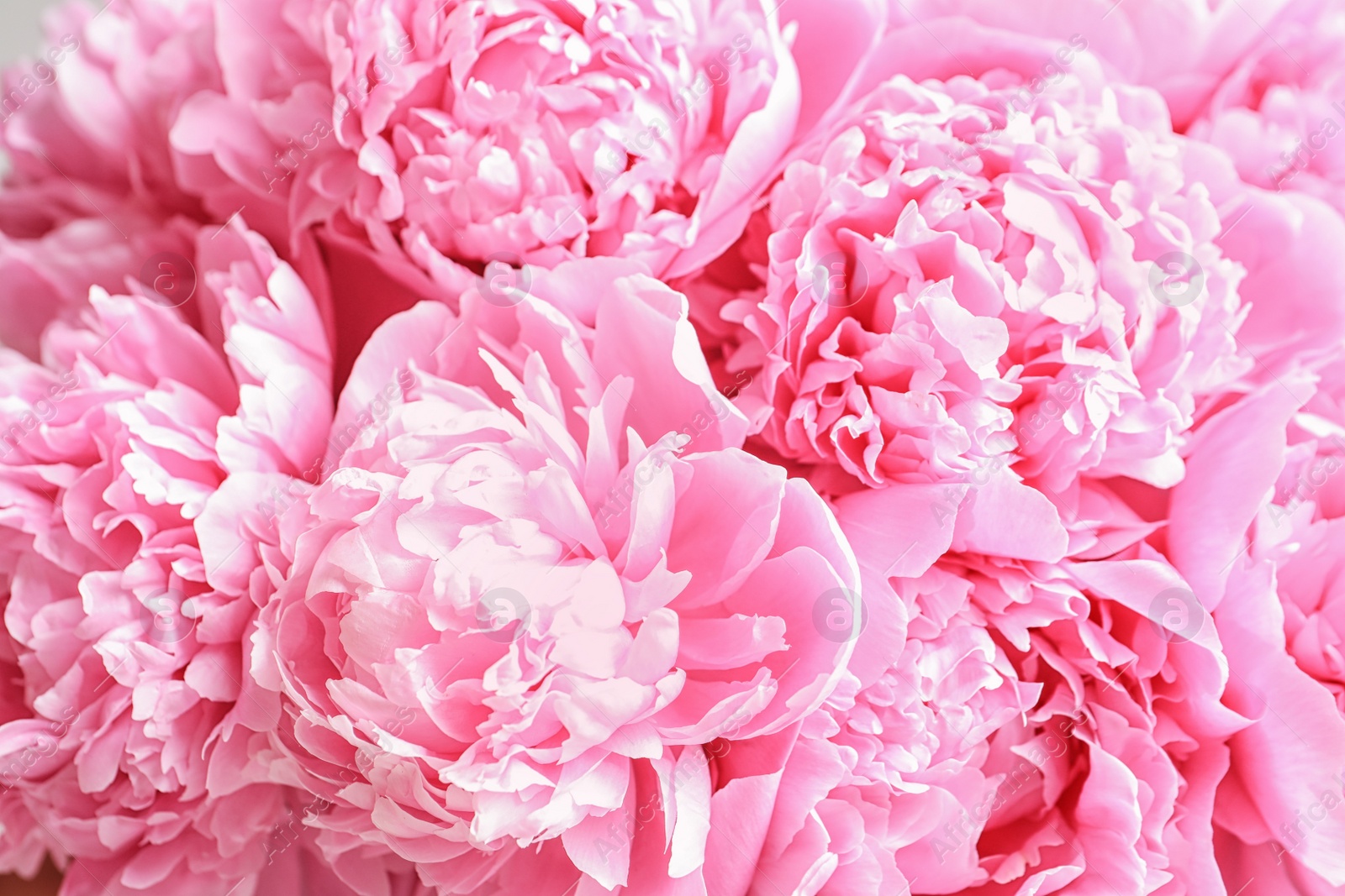 Photo of Beautiful fragrant peony flowers as background