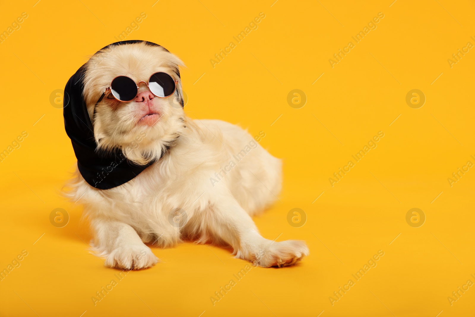 Photo of Cute Pekingese dog with bandana and sunglasses on yellow background. Space for text