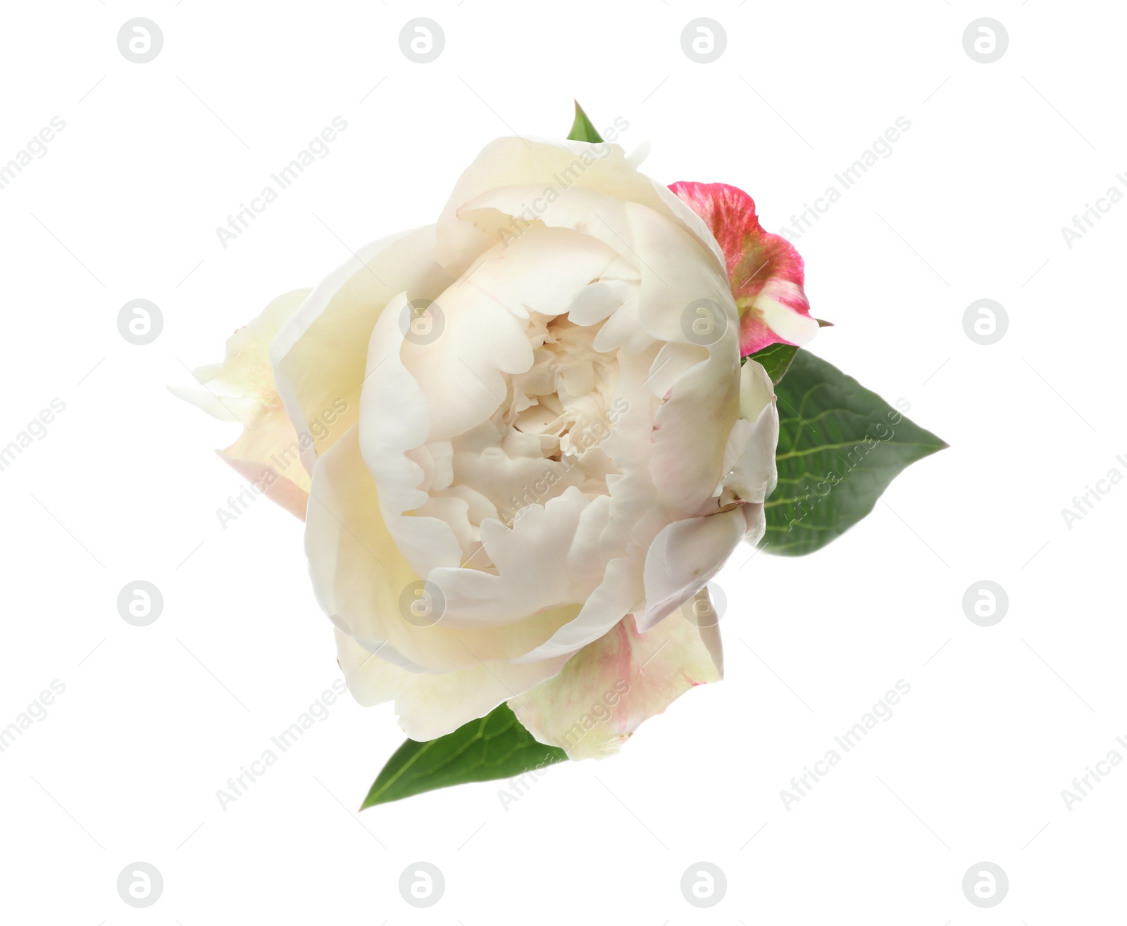 Photo of Beautiful fragrant peony flower isolated on white