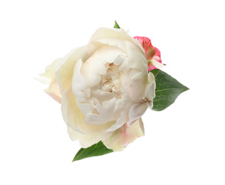 Photo of Beautiful fragrant peony flower isolated on white