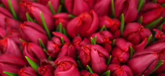 Image of Beautiful bouquet of tulips as background. Horizontal banner design