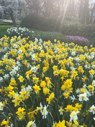 Photo of Beautiful colorful daffodil flowers growing in park