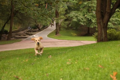 Photo of Cute Labrador Retriever puppy running on green grass in park, space for text