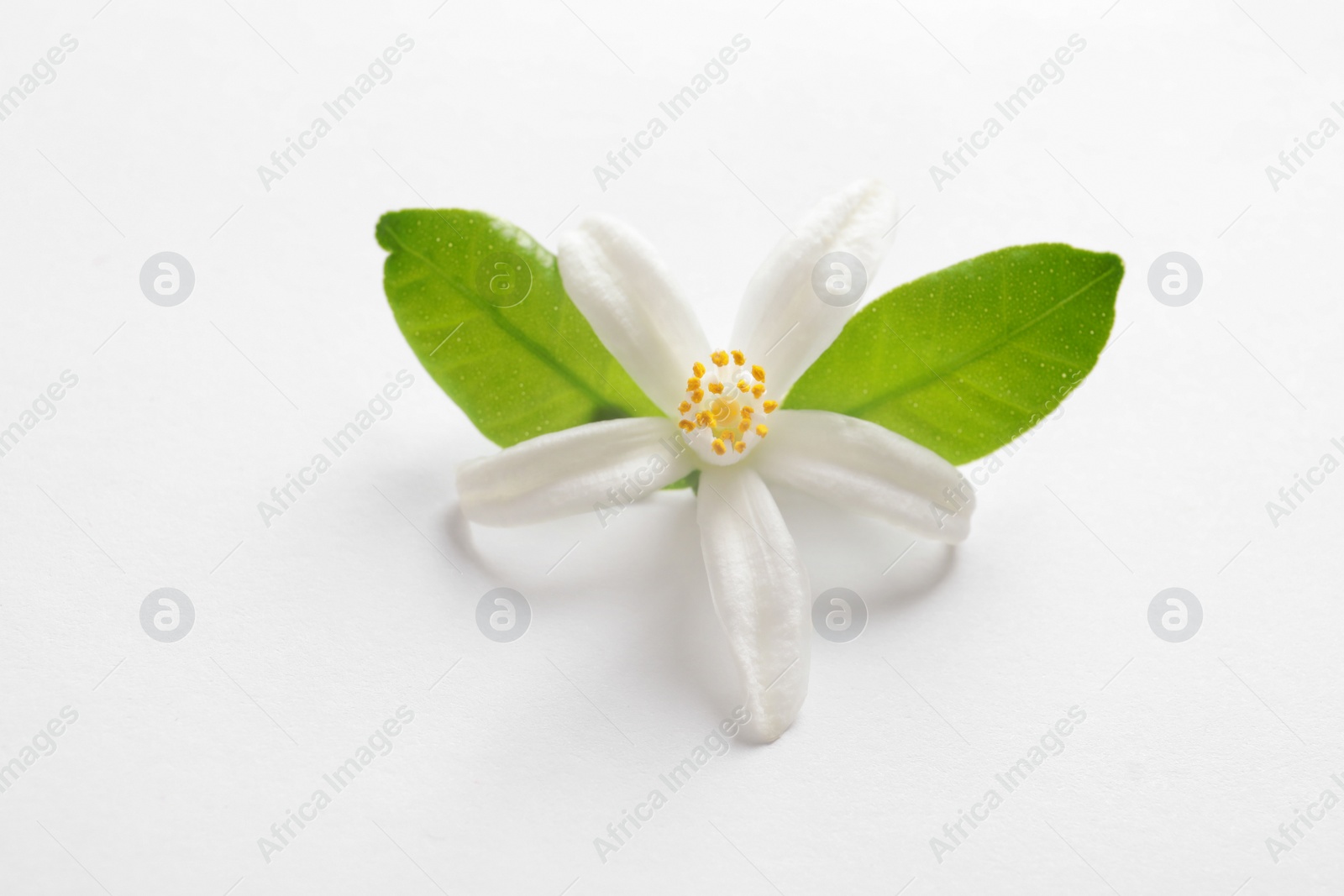 Photo of Beautiful blooming citrus flower and leaves on white background