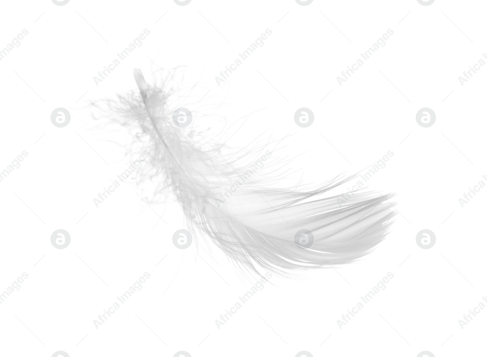 Photo of Beautiful fluffy bird feather isolated on white