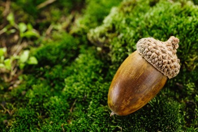 Acorn on green moss outdoors, closeup. Space for text