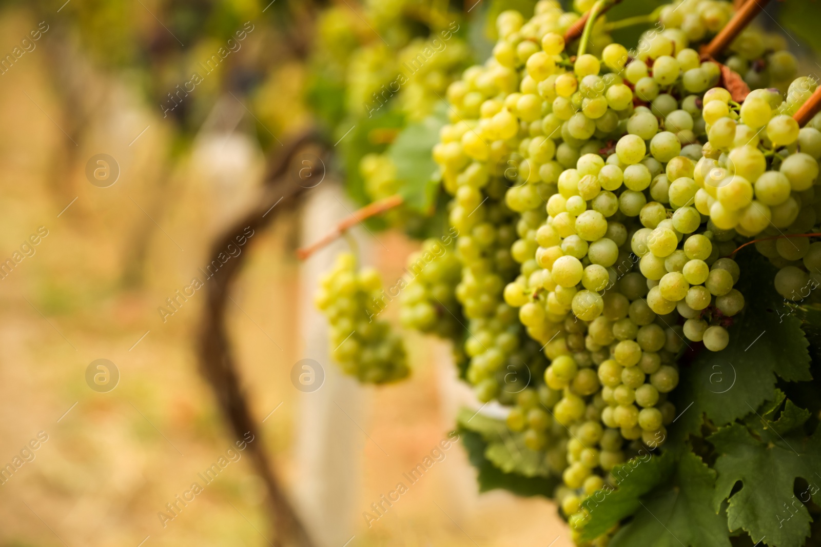 Photo of Bunch of ripe juicy grapes on branch in vineyard. Space for text