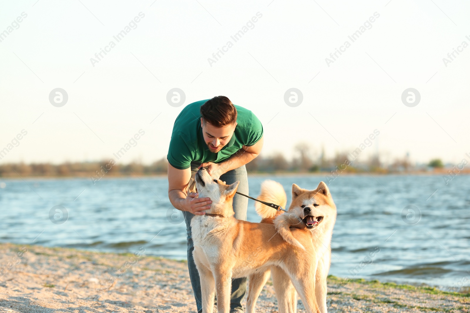 Photo of Young man walking his adorable Akita Inu dogs near river