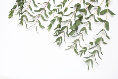 Eucalyptus branches with fresh leaves on white background, top view