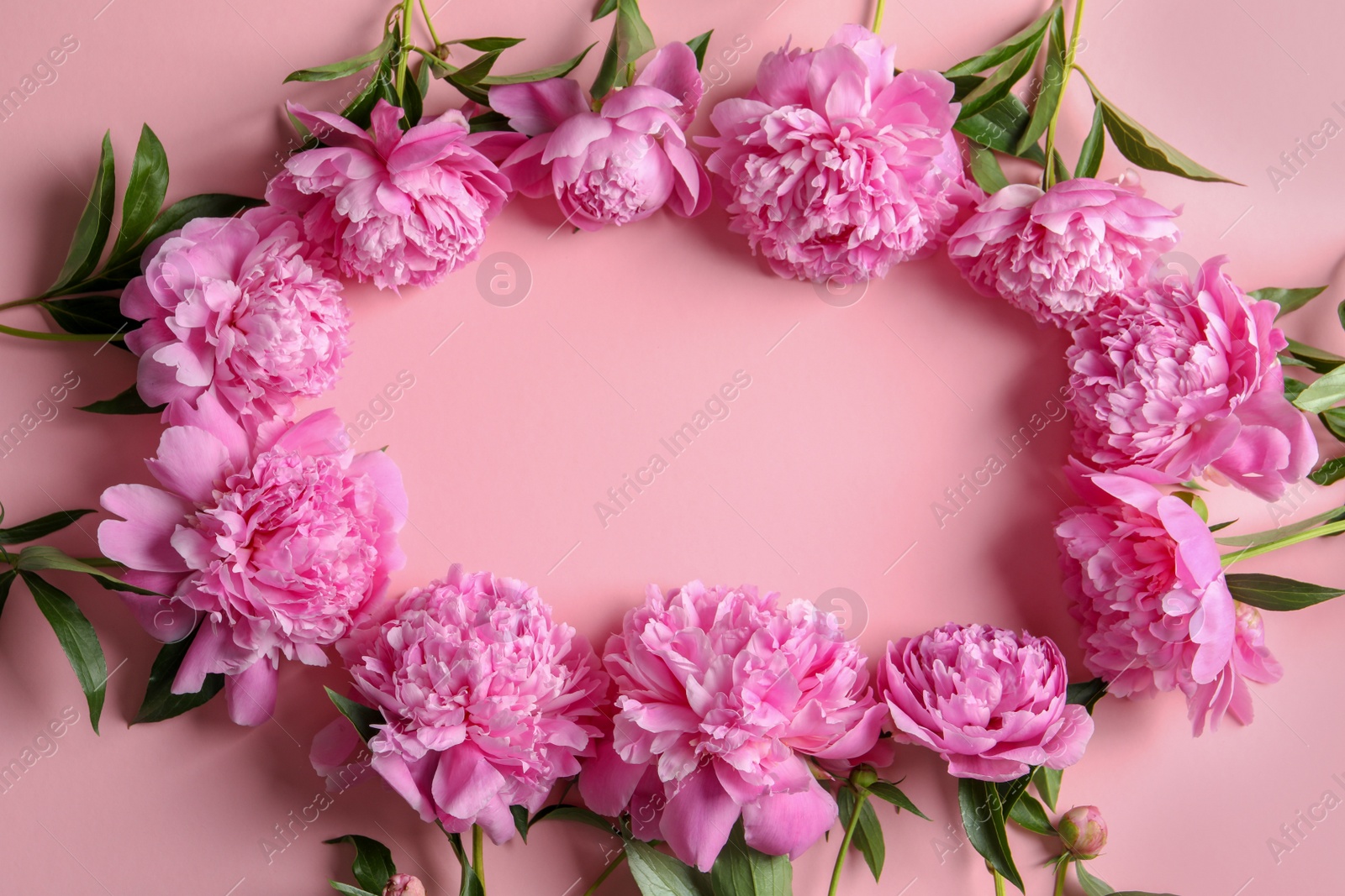 Photo of Frame made of beautiful peony flowers on color background