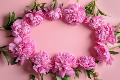 Frame made of beautiful peony flowers on color background