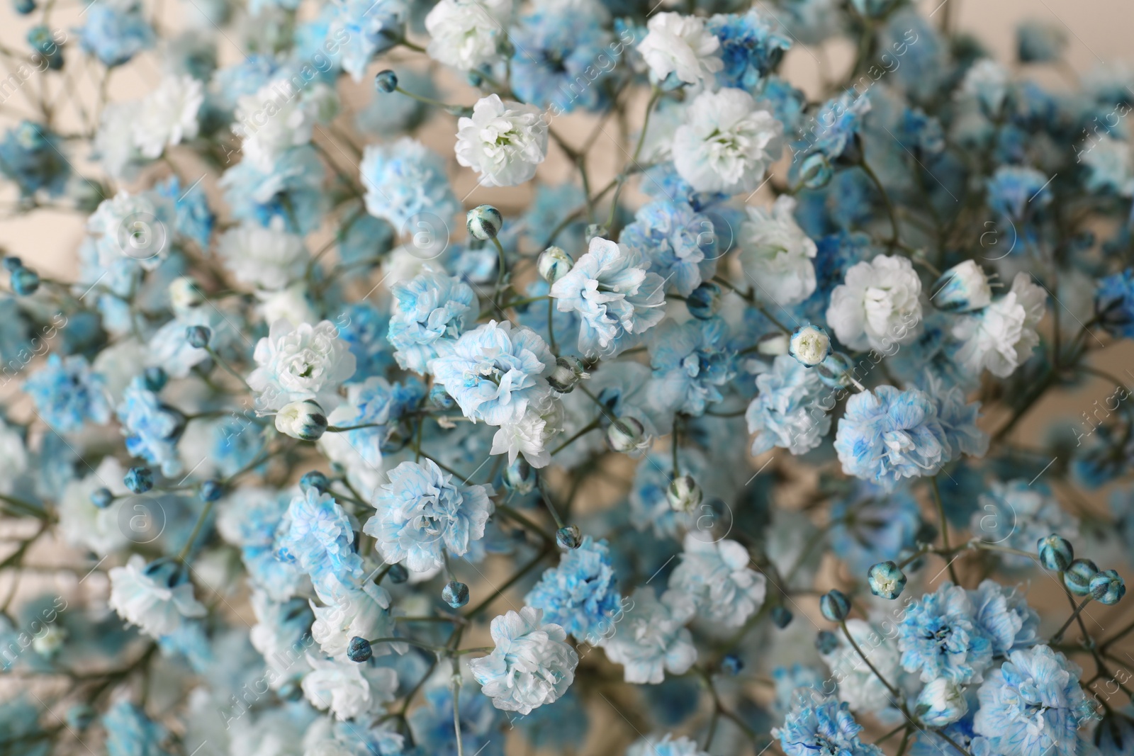 Photo of Closeup view of beautiful white and light blue gypsophila flowers