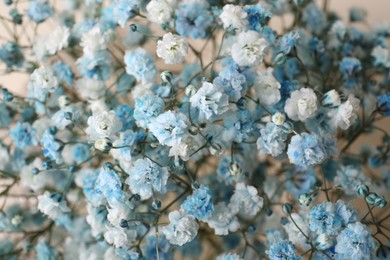 Photo of Closeup view of beautiful white and light blue gypsophila flowers