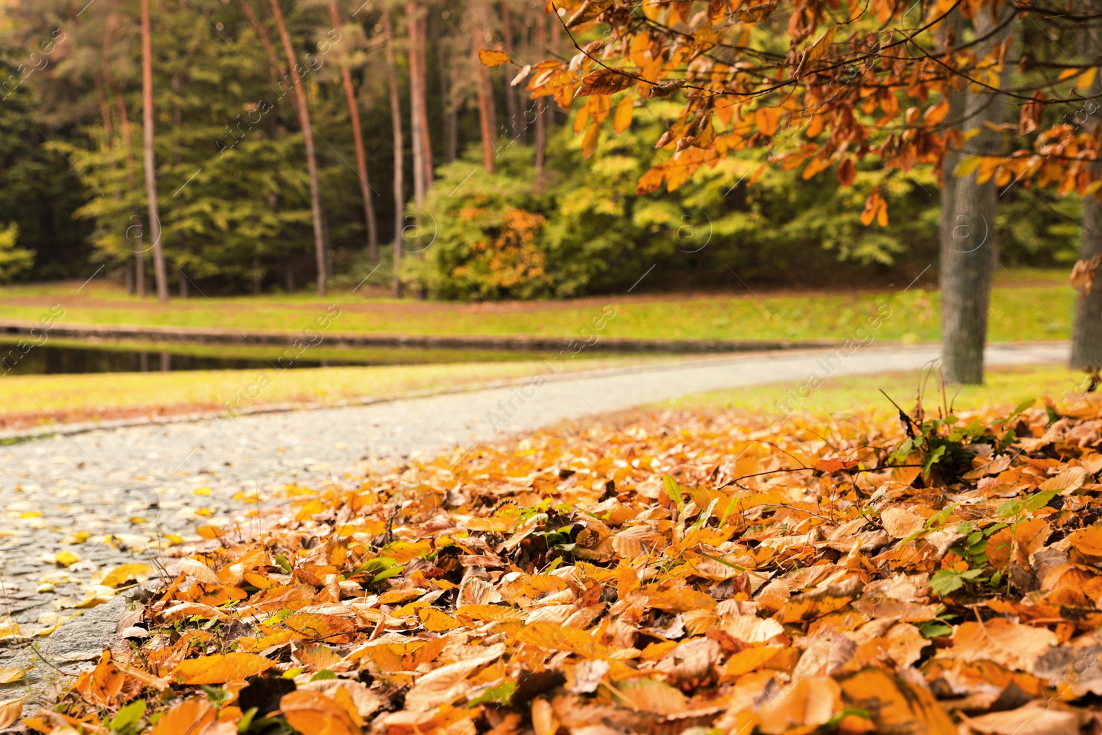 Photo of Bright leaves on ground in park on autumn day