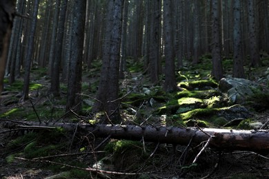 Picturesque view of beautiful coniferous forest on hill