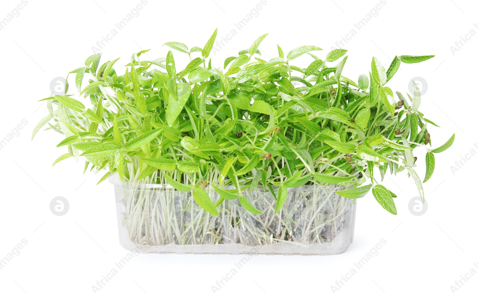 Photo of Mung bean sprouts in plastic container on white background