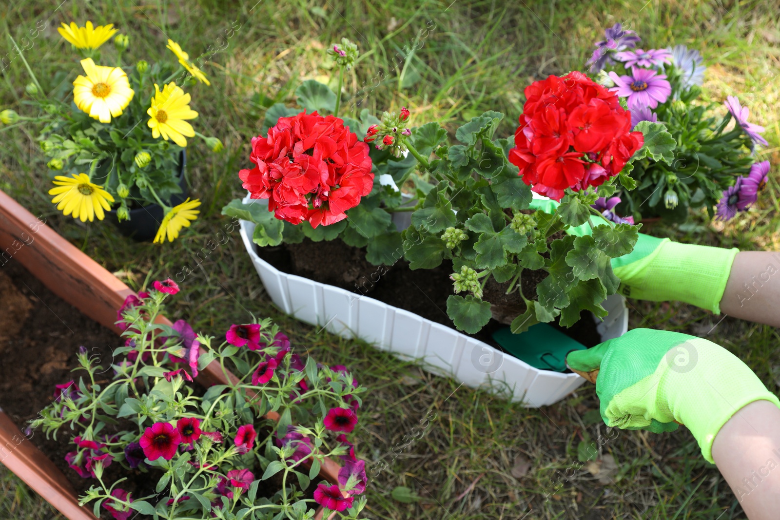 Photo of Gardener planting flowers in pot outdoors, top view