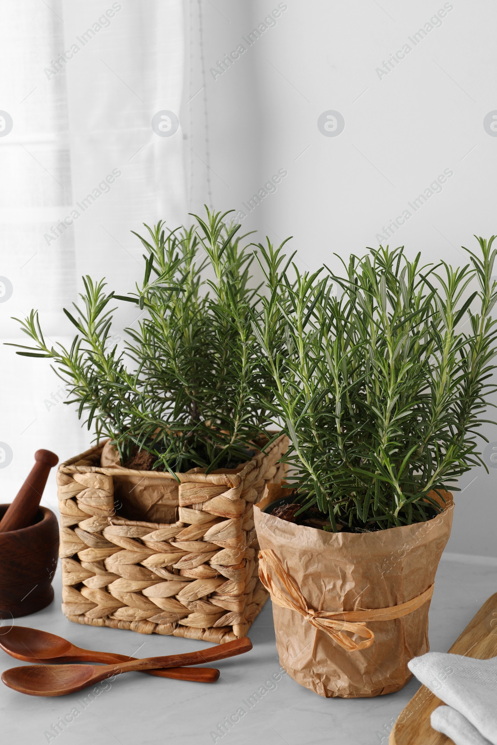 Aromatic green rosemary in pots and wooden spoons on white table Photo of Aromatic green rosemary in pots and wooden spoons on white table