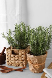Photo of Aromatic green rosemary in pots and wooden spoons on white table