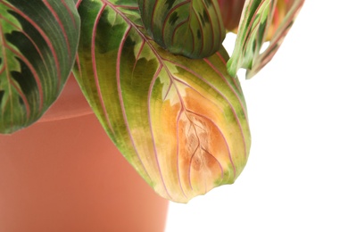 Photo of Potted home plant with leaf blight disease on white background, closeup
