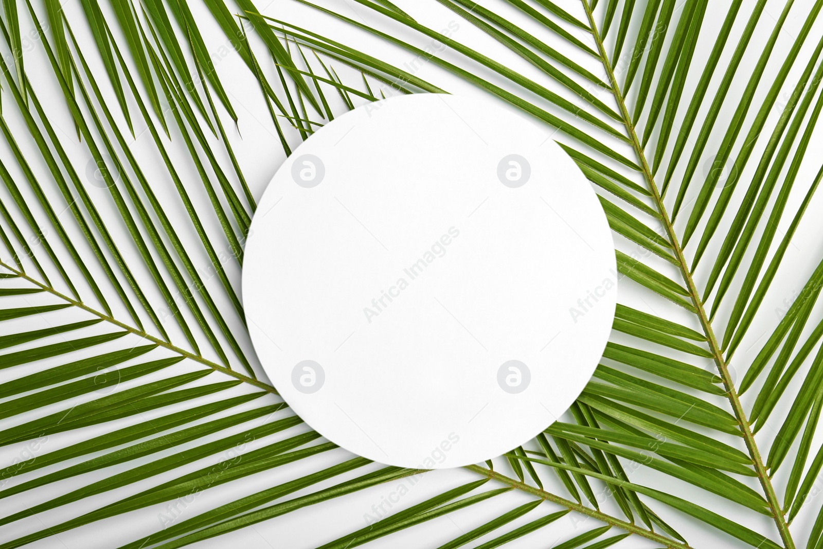 Photo of Flat lay composition with tropical date palm leaves on white background