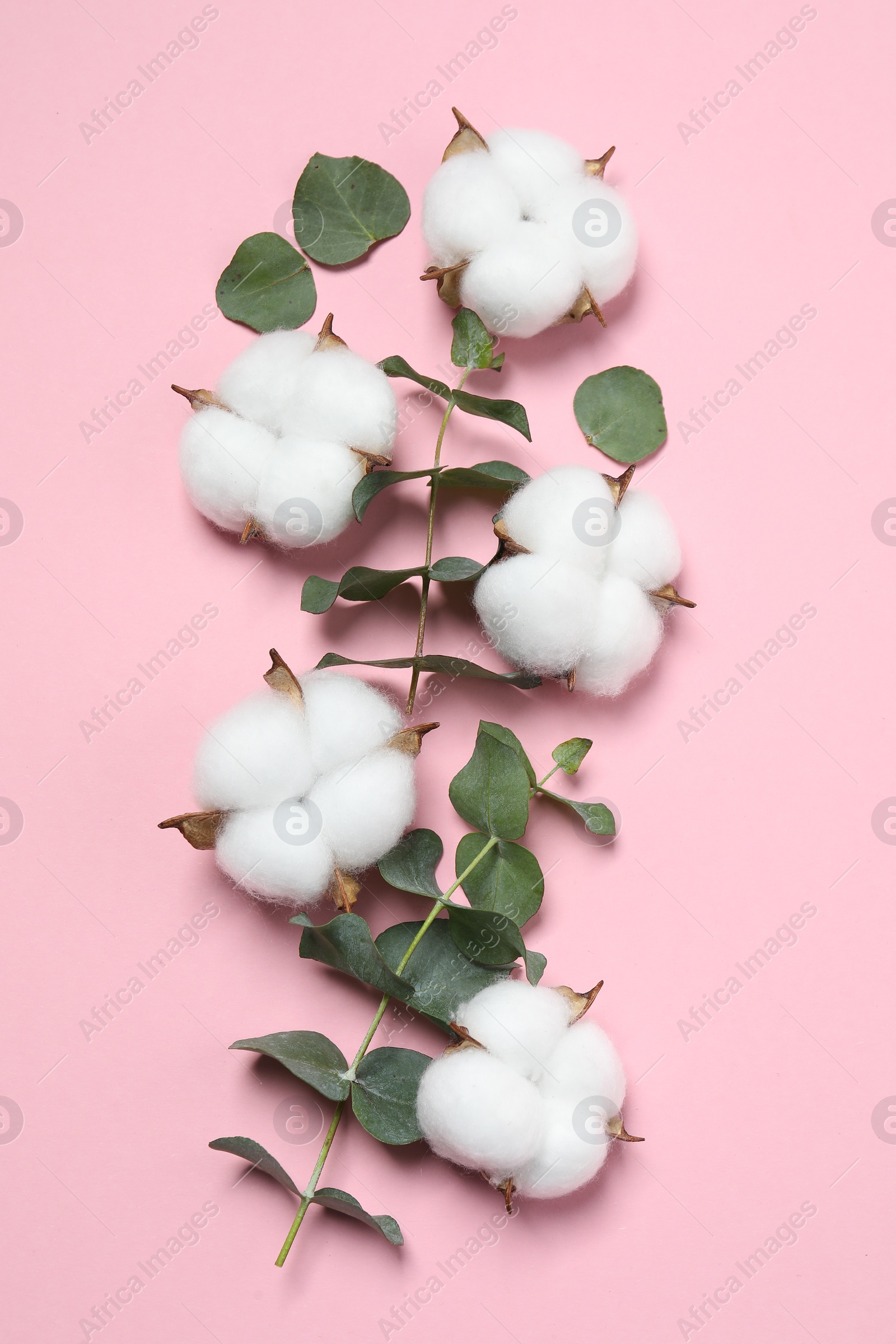 Photo of Cotton flowers and eucalyptus leaves on pink background, flat lay