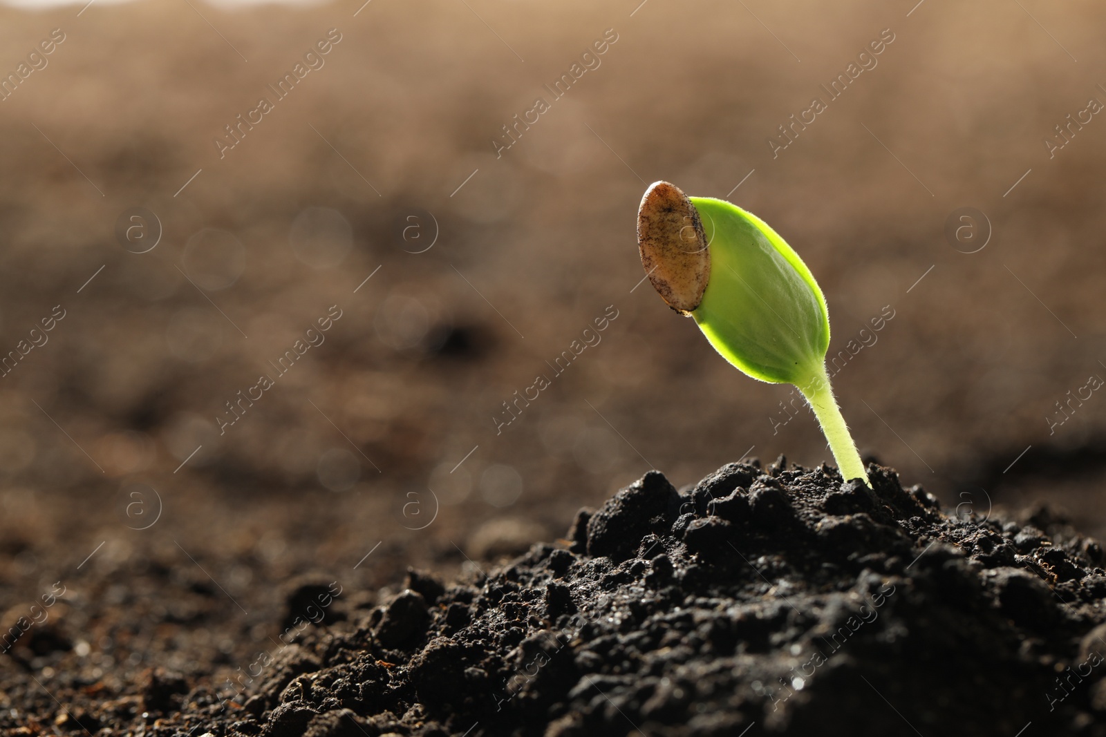 Photo of Young vegetable seedling growing in soil outdoors, space for text