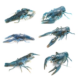 Image of Set of blue crayfishes isolated on white