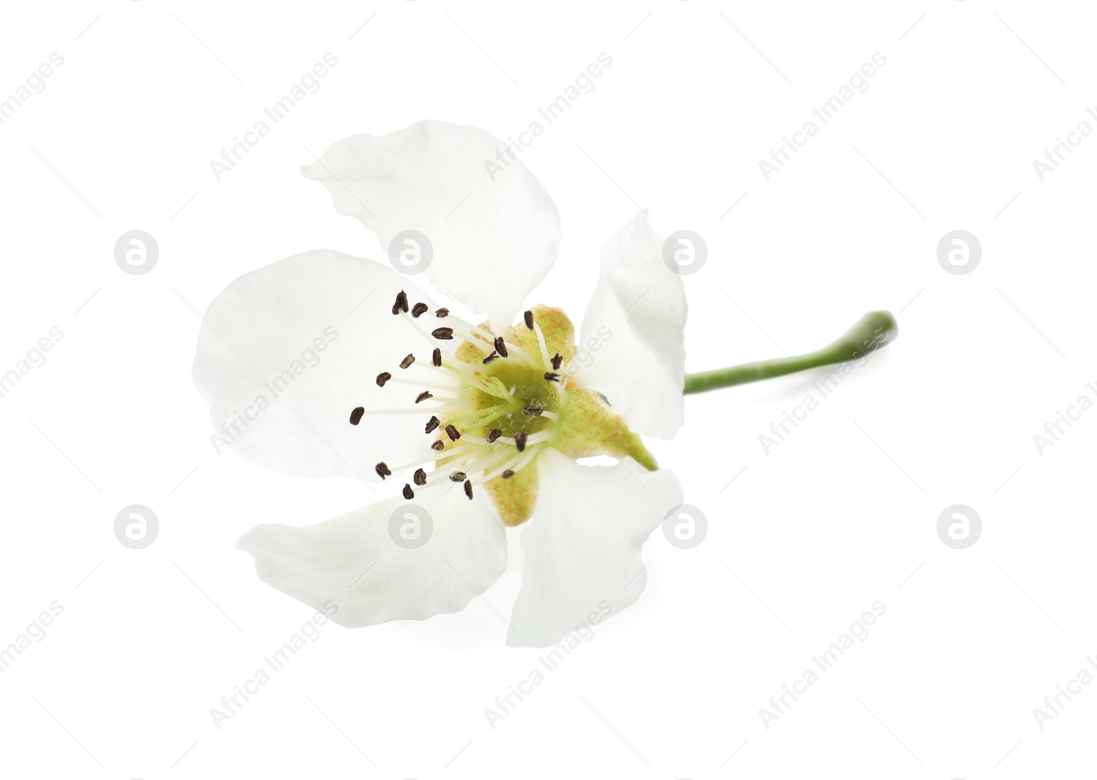 Photo of Beautiful flower of blossoming pear tree on white background