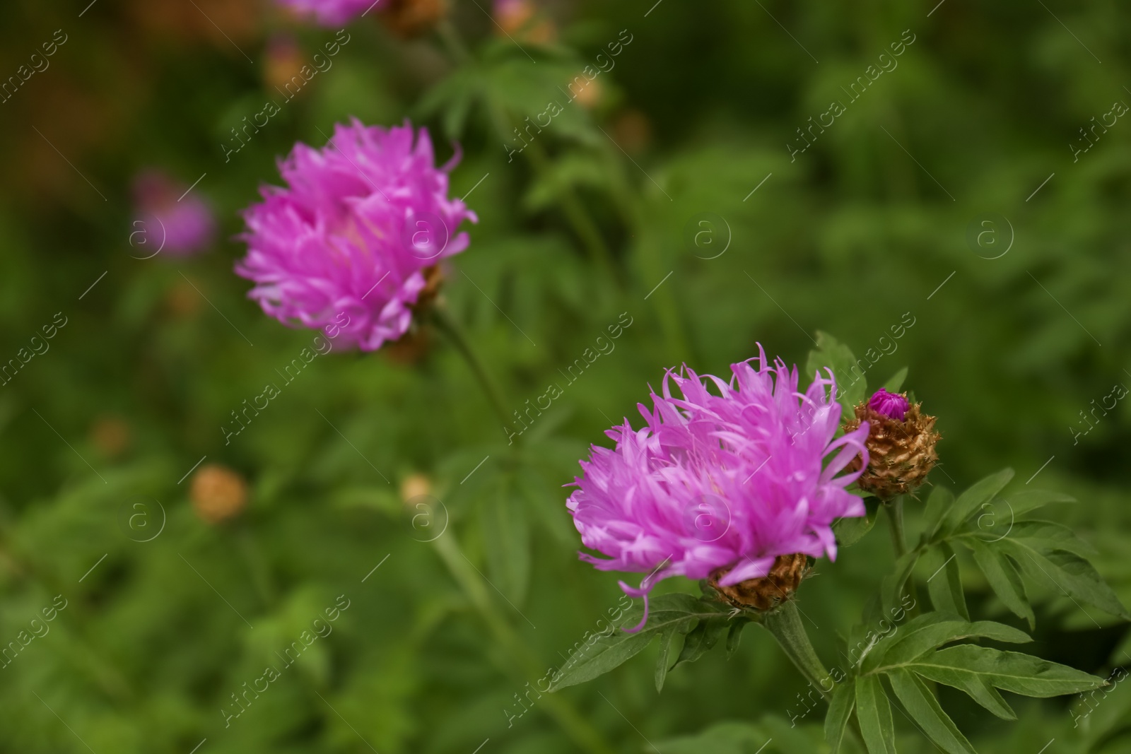 Photo of Beautiful blooming purple cornflowers growing outdoors, closeup. Space for text