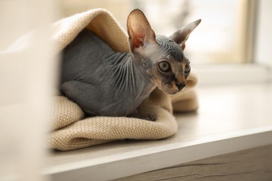 Photo of Adorable Sphynx kitten wrapped in plaid near window at home. Baby animal