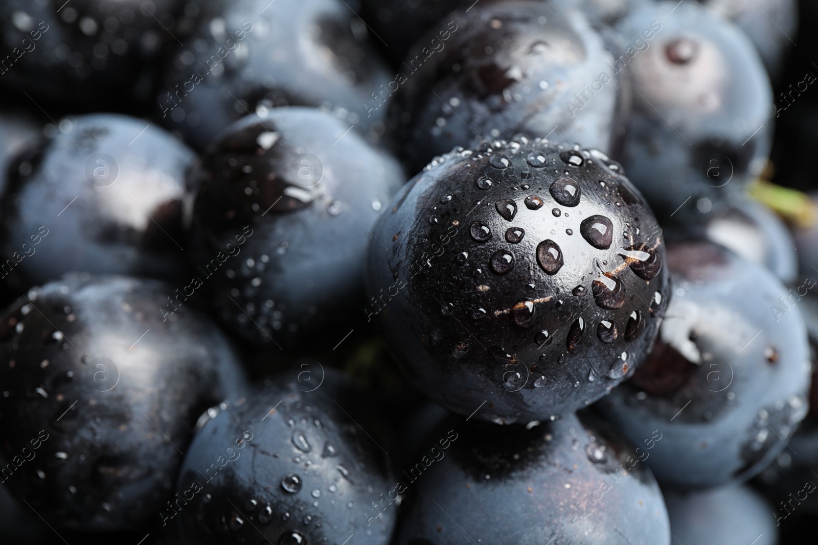 Photo of Fresh ripe juicy black grapes as background, closeup view