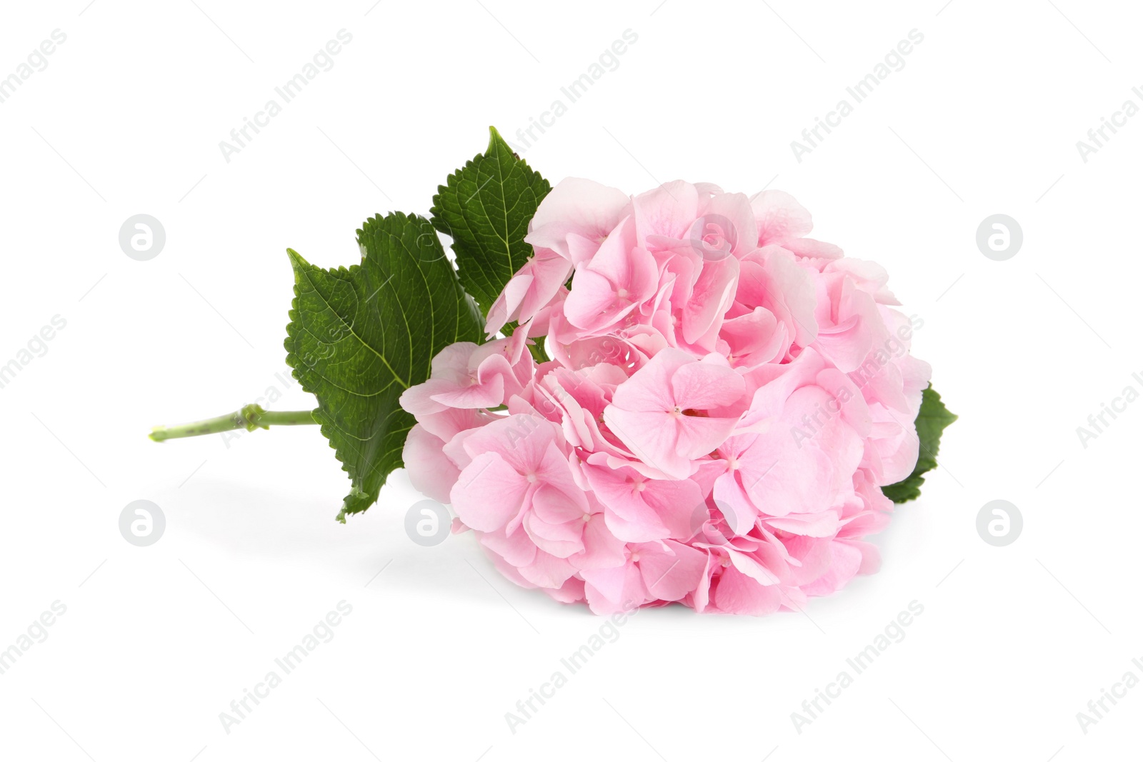 Photo of Branch of hortensia plant with delicate flowers on white background