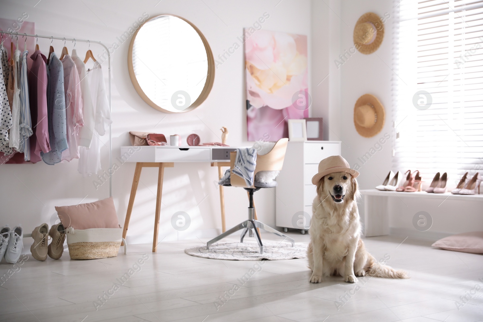 Photo of Adorable Golden Retriever dog in stylish dressing room