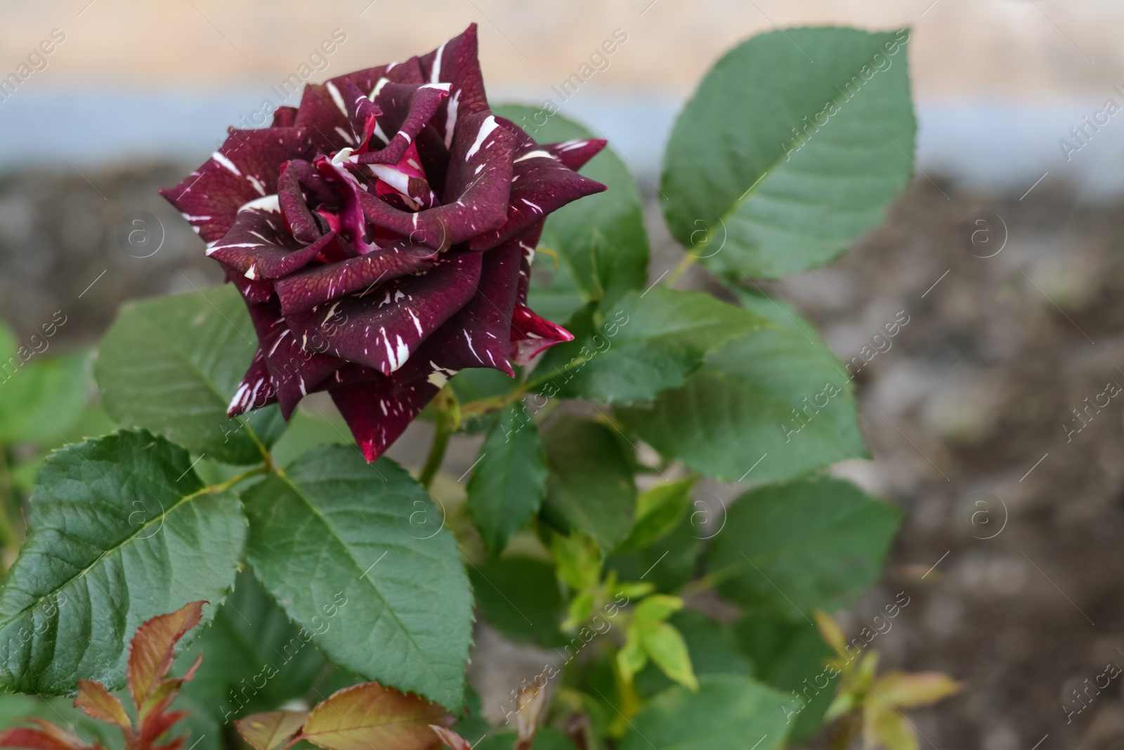 Photo of Beautiful purple tiger rose on bush outdoors, closeup. Space for text