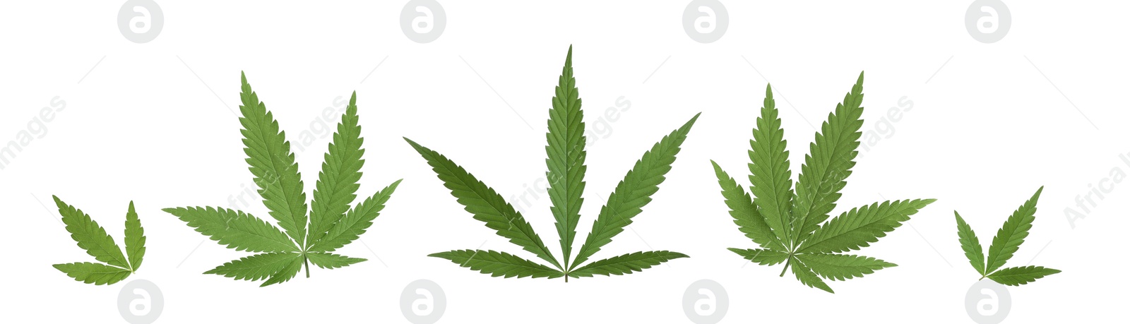 Image of Set with green hemp leaves on white background. Banner design