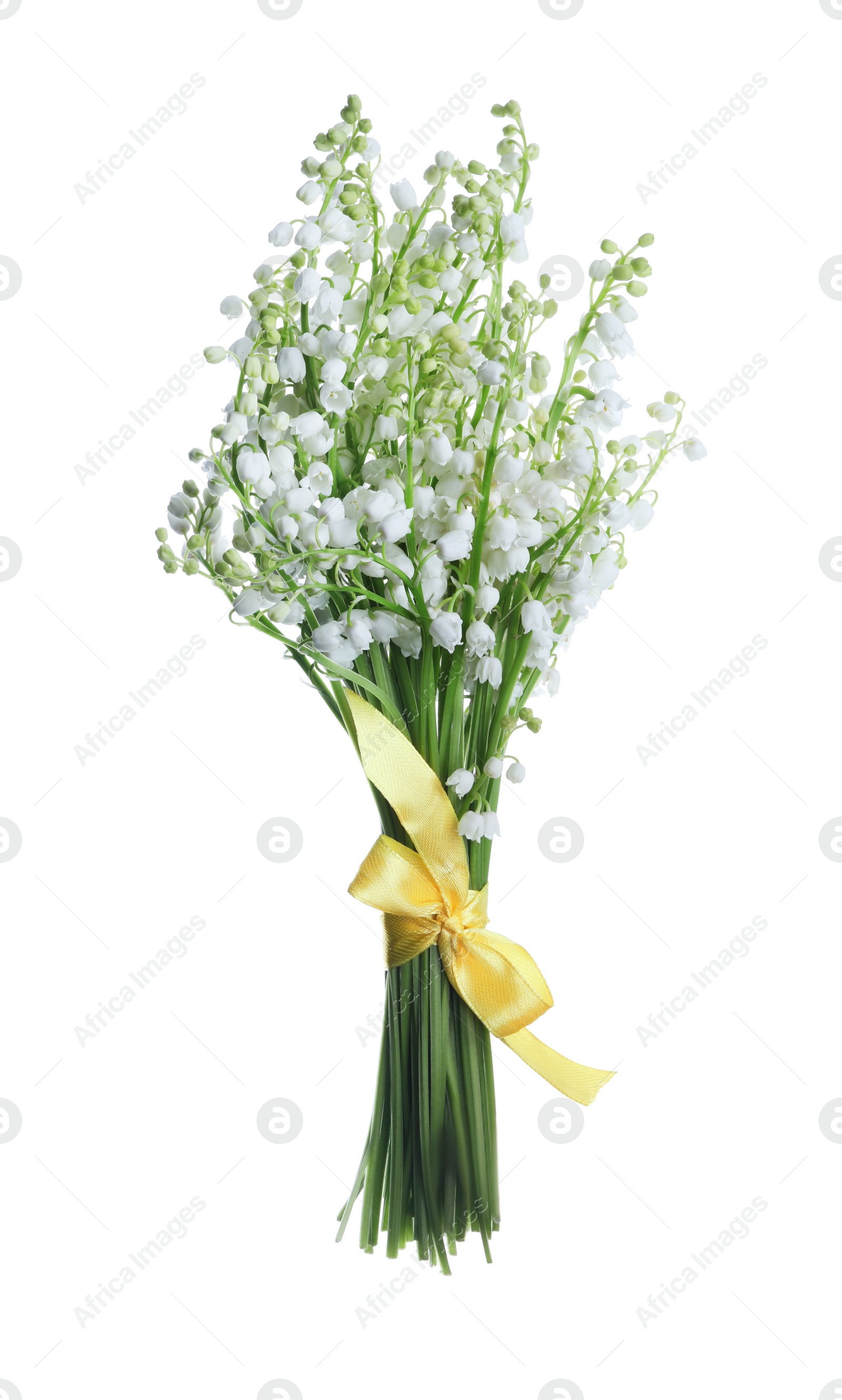 Photo of Beautiful lily of the valley flowers isolated on white