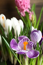 Beautiful fresh spring crocus flowers, closeup view