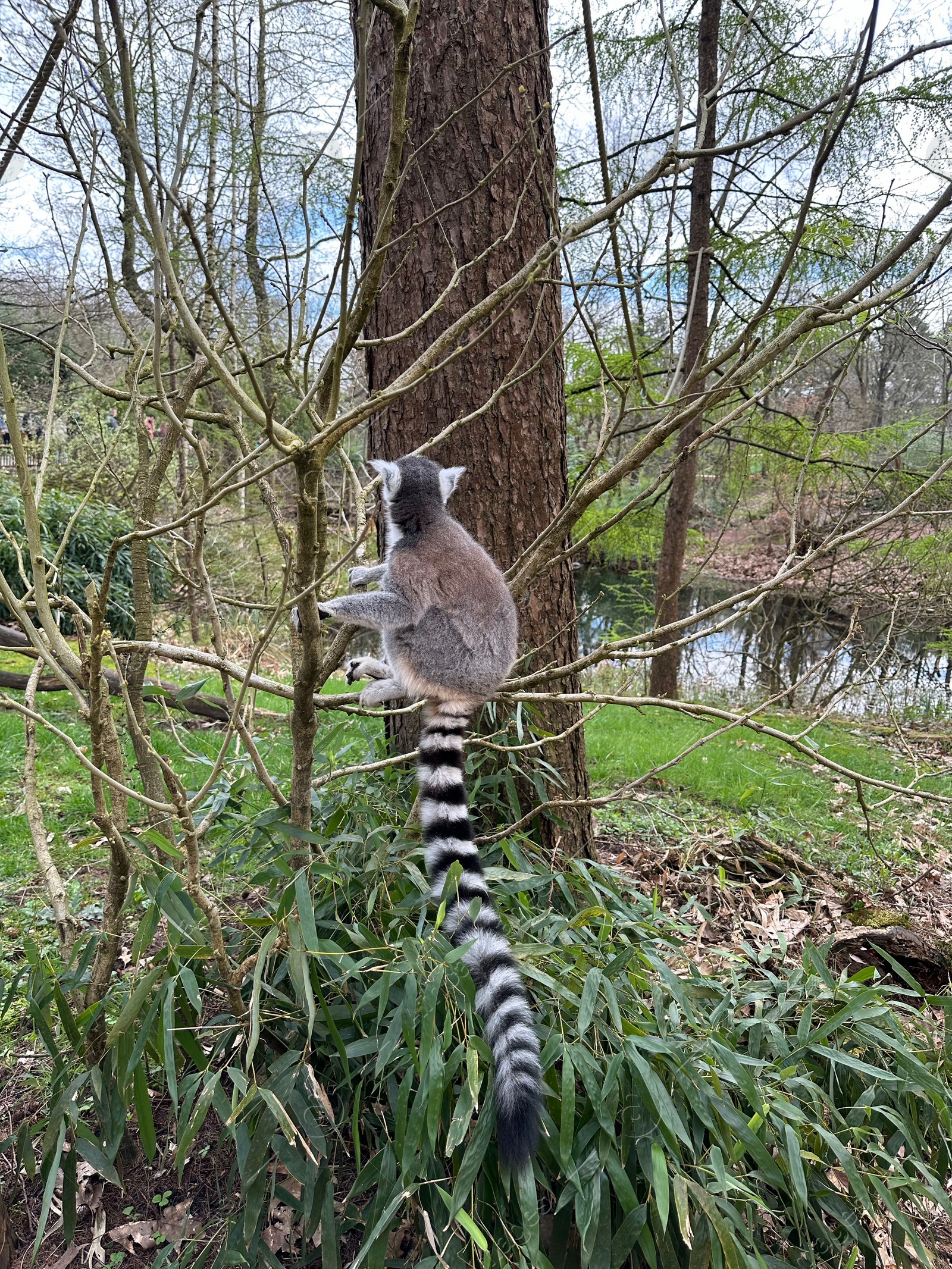 Photo of Cute ring-tailed lemur on tree outdoors at spring