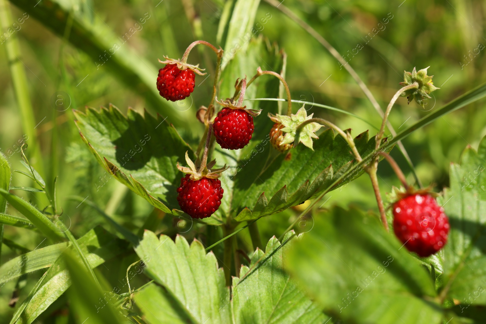 Photo of Small wild strawberries growing on stems outdoors, closeup