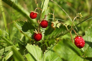 Photo of Small wild strawberries growing on stems outdoors, closeup