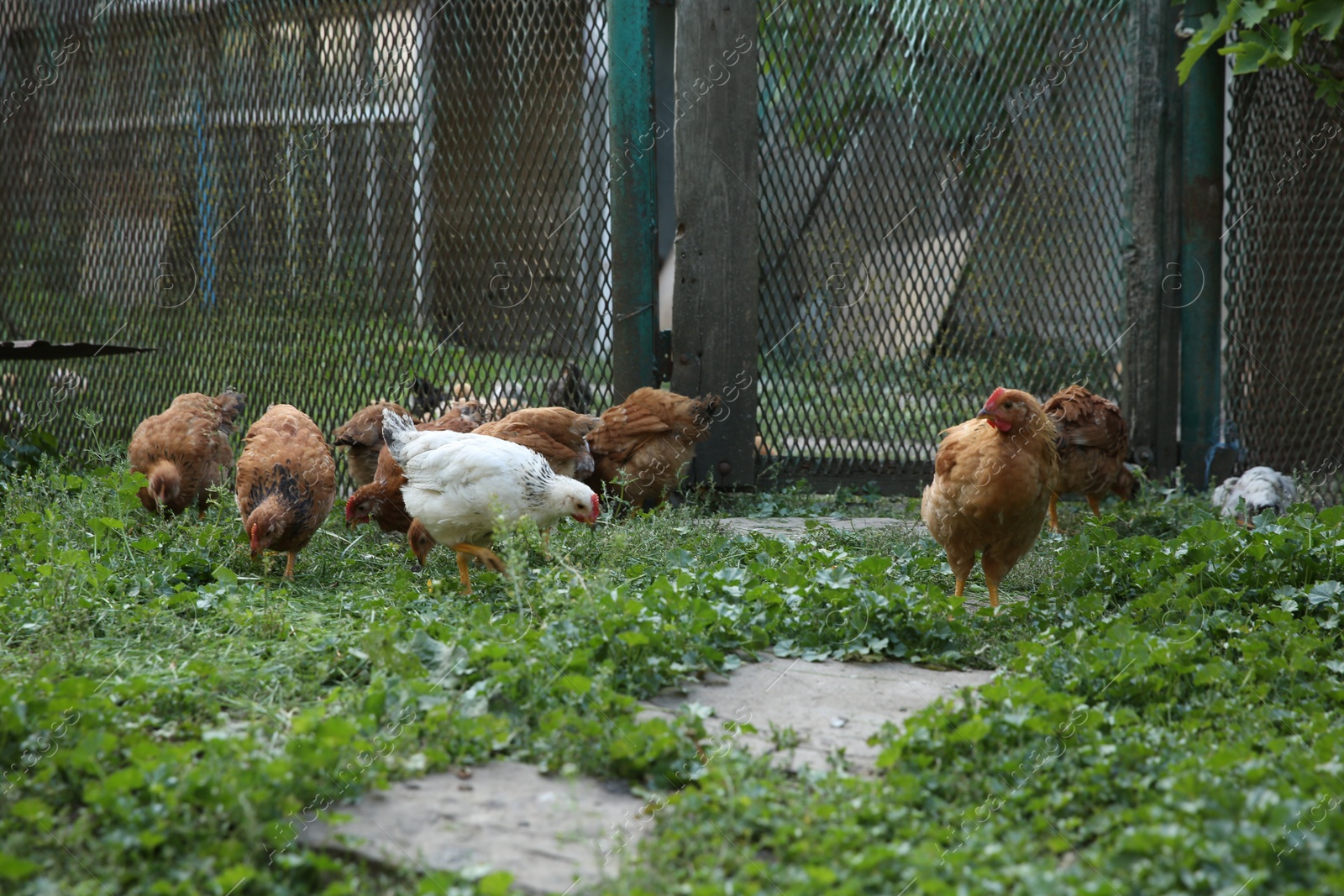 Photo of Many beautiful domestic chickens in farm outdoors