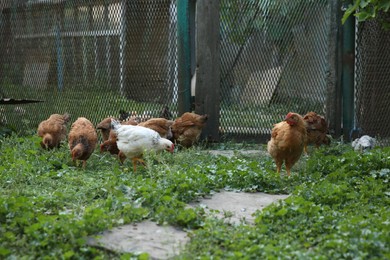 Many beautiful domestic chickens in farm outdoors