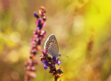 Beautiful Adonis blue butterfly on flower in field, closeup