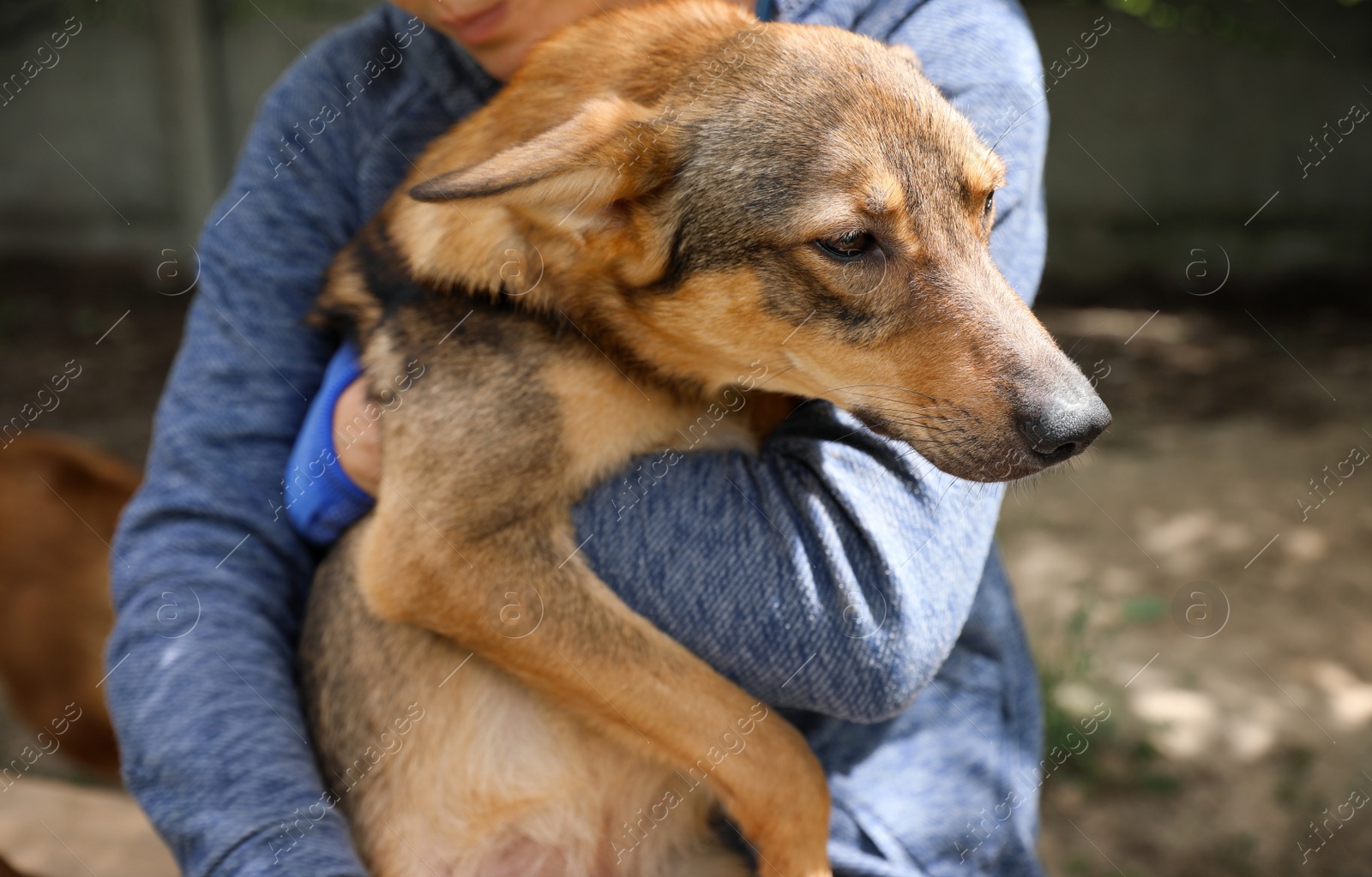 Photo of Female volunteer with homeless dog at animal shelter outdoors