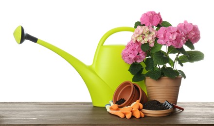 Photo of Beautiful blooming plant, garden tools and accessories on wooden table against white background