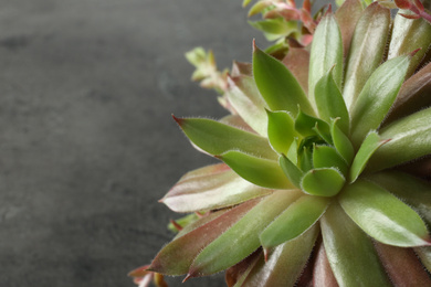 Photo of Closeup view of beautiful echeveria on grey background, space for text. Succulent plant