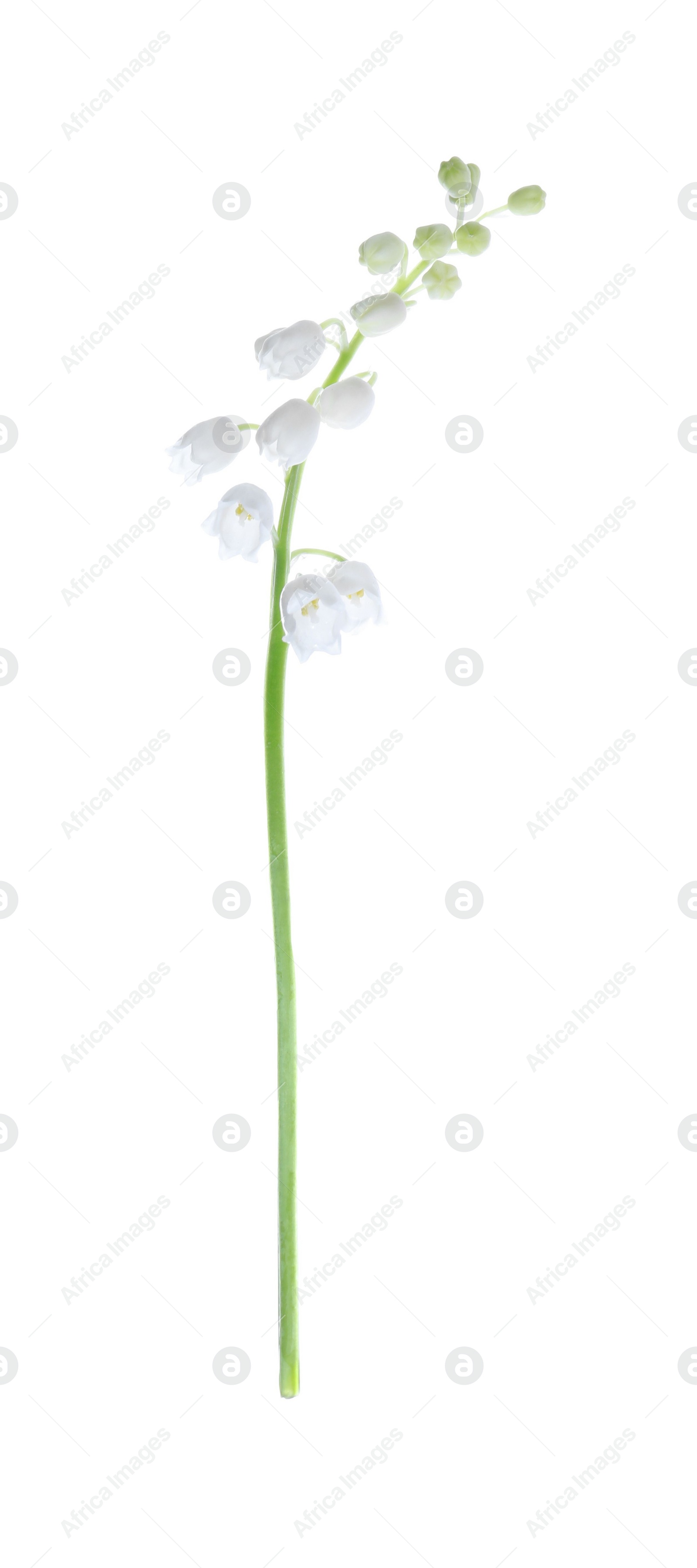 Photo of Beautiful lily of the valley isolated on white