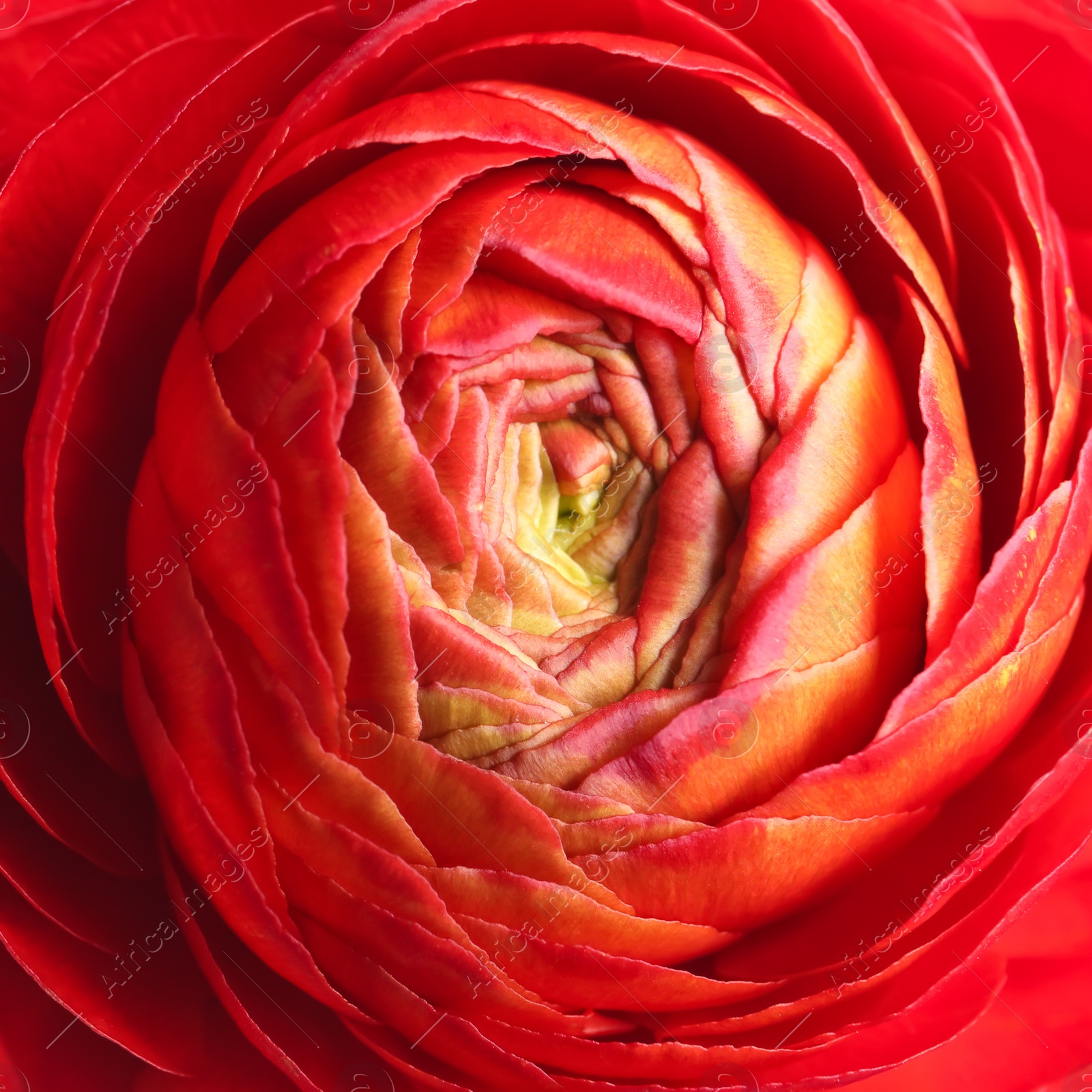 Photo of Beautiful fresh ranunculus flower on white background, closeup