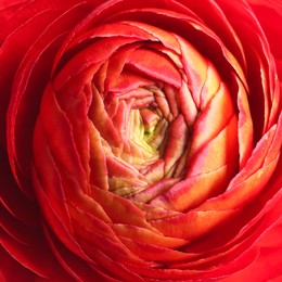 Beautiful fresh ranunculus flower on white background, closeup